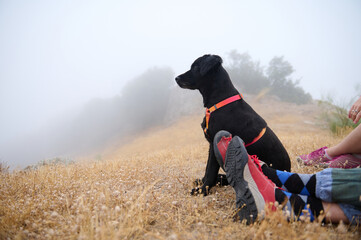 Black Dog Relaxing Outdoors with Hikers in a Foggy Landscape