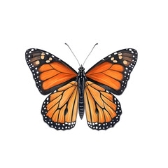 Fototapeta premium Vibrant Monarch Butterfly with Orange and Black Wings for Nature and Wildlife Photography on transparent background 