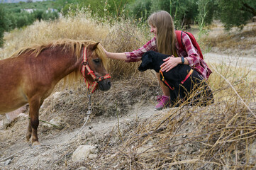 Woman Interacting with Miniature Horse and Black Dog in Nature Setting