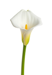 White calla lily flower with green stem on white background  