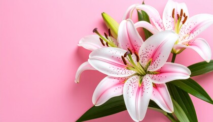 Close-up of pink and white lilies with green leaves against a pink background.