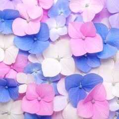 Vibrant hydrangea blossoms in shades of pink and blue create a visually stunning floral display for springtime decoration