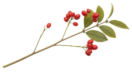 Isolated Winterberry Branch with Red Berries