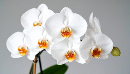 Close-up of a white orchid plant with several open blooms in full display.