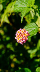 photo of lantana flower plant in a garden