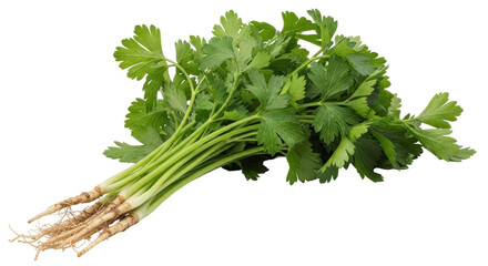 Isolated Parsley