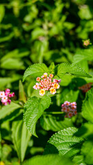 photo of lantana flower plant in a garden