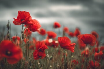 Red poppy field under a stormy sky