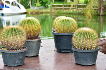 Variety of green cactus plants in pots. Cactus farming as a hobby concept.
