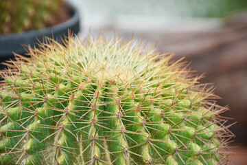 Variety of green cactus plants in pots. Cactus farming as a hobby concept.
