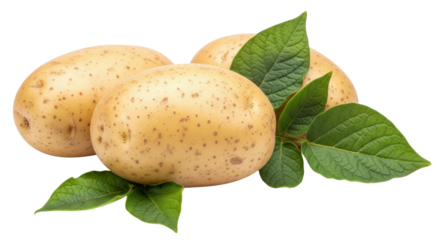 Isolated Potatoes