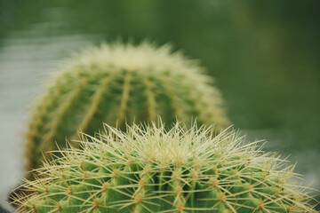 Variety of green cactus plants in pots. Cactus farming as a hobby concept.
