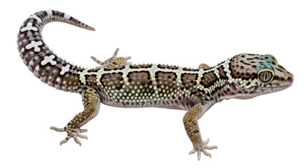 Isolated Leopard Gecko