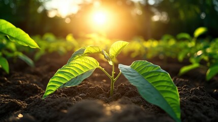 Sunlit Green Seedling Growing in Dark Rich Soil at Sunrise