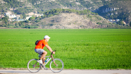 Cyclist with rice fields in the background. Sueca (Valencia, Spain).