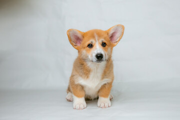 a Welsh Corgi puppy on a white background looking at the camera studio shot