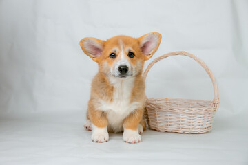 a Welsh Corgi puppy on a white background looking at the camera studio shot