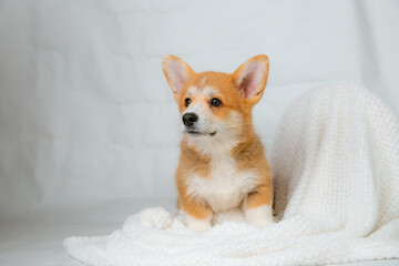 a Welsh Corgi puppy on a white background looking at the camera studio shot