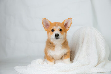 a Welsh Corgi puppy on a white background looking at the camera studio shot