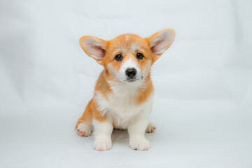 a Welsh Corgi puppy on a white background looking at the camera studio shot