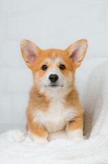 a Welsh Corgi puppy on a white background looking at the camera studio shot