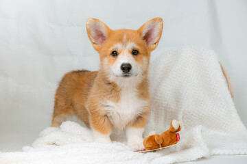 a Welsh Corgi puppy on a white background looking at the camera studio shot