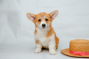 a Welsh Corgi puppy on a white background looking at the camera studio shot