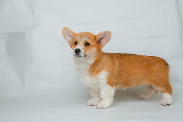 a Welsh Corgi puppy on a white background looks at the camera from the side full body studio shot
