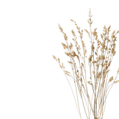 Dried wheat stalks bunch, light brown, against black