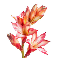 Fototapeta premium Close-up of three coral-peach flowers