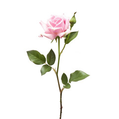 Single pale pink rose on long stem