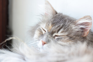 A detailed close up of a cat peacefully sleeping with its eyes closed