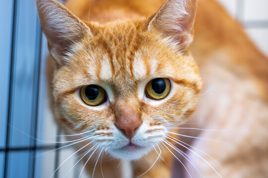 A detailed close up view of an orange cat curiously gazing at the camera