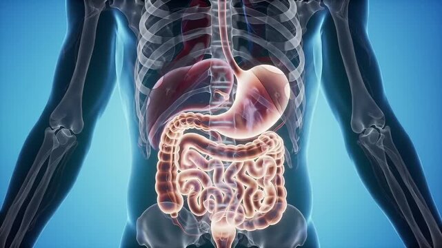 Unveiling the Human Digestive System Anatomy and Function