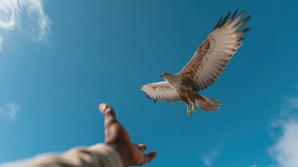 Majestic Hawk Soaring into the Sky