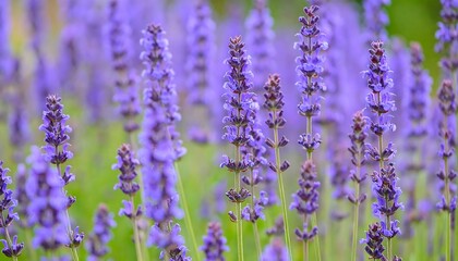 Naklejka premium Close-up of vibrant purple lavender blossoms