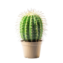 Round cactus in a beige pot