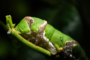 caterpillar on a leaf
