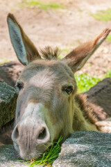 Fototapeta premium donkey close up, foal Equus asinus, Equus africanus asinus, rustic scene with donkey feeding on fresh pasture on sunny day, Farm Animal Portrait