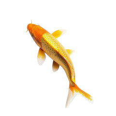 Koi fish, orange and gold, swimming