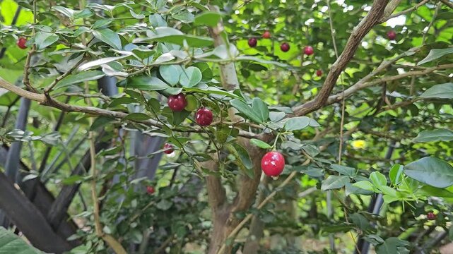 Close-up of ripe Limeberry fruits, also known as Triphasia trifolia, growing in a garden in the Mekong Delta, Vietnam.
