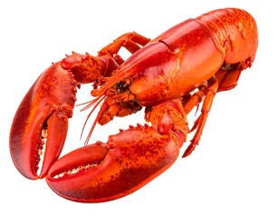 Vibrant lobster on white background