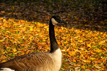 Canadian geese, birds North America on shore pond preparing for their southern migration during...