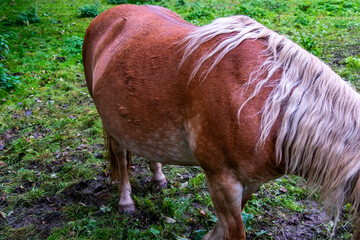 close-up brown horse grazing peacefully on lush green farm pasture with clear blue skies in...