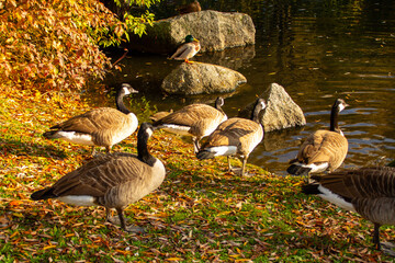 Canadian geese, birds North America on shore pond preparing for their southern migration during...