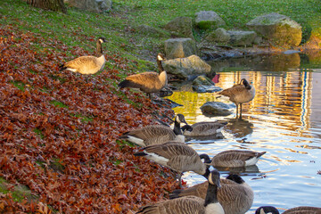Canadian geese, birds North America on shore pond preparing for southern migration, Natural grazing...