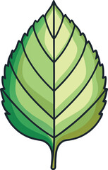 Illustrative Leaf Design Detailed Veins & Vibrant Green ,nature element