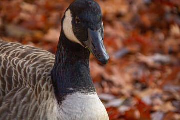 Canadian geese, birds North America on shore pond preparing for their southern migration during...