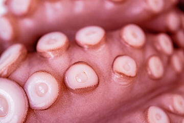 Marine cephalopod, Octopus tentacle macro, slimy surface, raw seafood, close-up texture, marine...