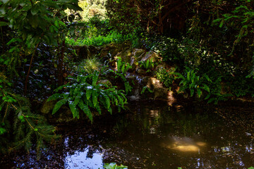 Divine, relaxing landscape of a pond stream surrounded by ferns that penetrate the rays of the sun. Villa Barbarigo Valsanzibio Padua Galzignano Terme